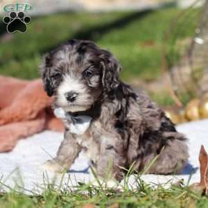 Murphy, Cockapoo Puppy