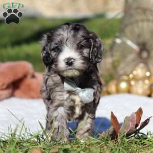 Murphy, Cockapoo Puppy