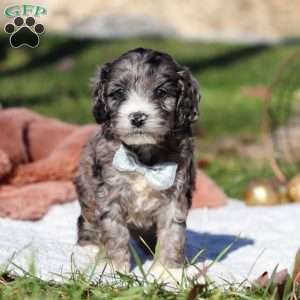 Murphy, Cockapoo Puppy