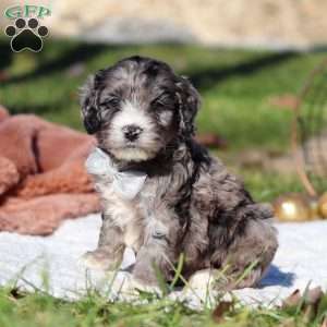 Murphy, Cockapoo Puppy