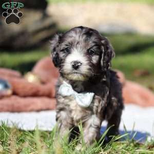 Murphy, Cockapoo Puppy