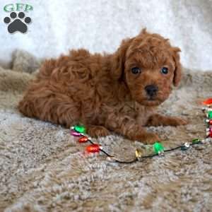 Murphy, Toy Poodle Puppy