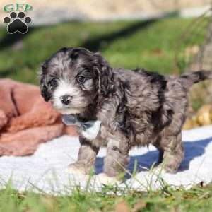 Murphy, Cockapoo Puppy