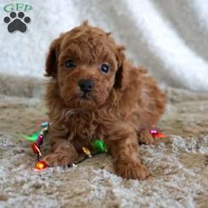 Murphy, Toy Poodle Puppy