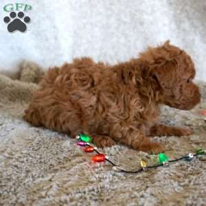 Murphy, Toy Poodle Puppy