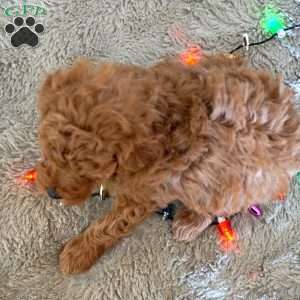 Murphy, Toy Poodle Puppy