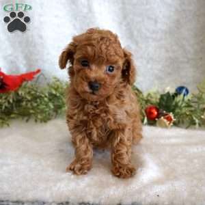 Murphy, Toy Poodle Puppy
