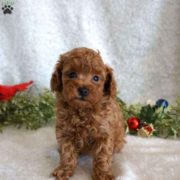 Murphy, Toy Poodle Puppy