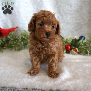 Murphy, Toy Poodle Puppy