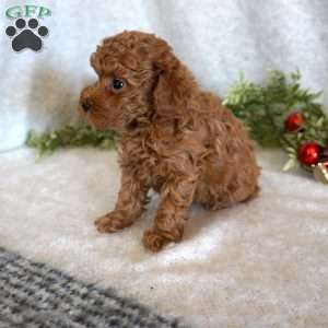 Murphy, Toy Poodle Puppy