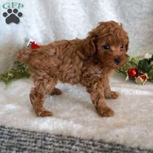 Murphy, Toy Poodle Puppy