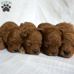 Murphy, Toy Poodle Puppy