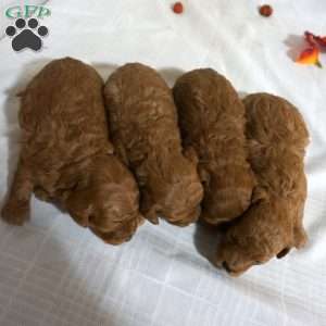 Mitch, Toy Poodle Puppy