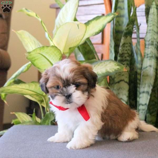 Nick, Teddy Bear Puppy