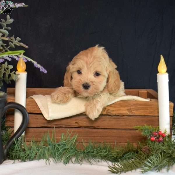 Nala, Maltipoo Puppy