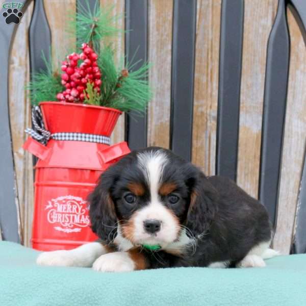 Nash, Cavalier King Charles Spaniel Puppy