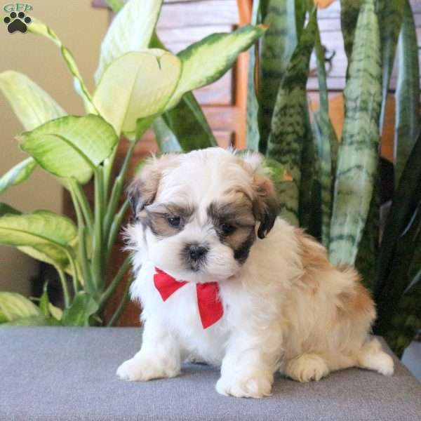 Nash, Teddy Bear Puppy