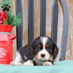 Nash, Cavalier King Charles Spaniel Puppy