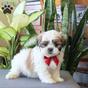 Nash, Teddy Bear Puppy