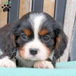Nash, Cavalier King Charles Spaniel Puppy