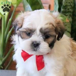 Nash, Teddy Bear Puppy