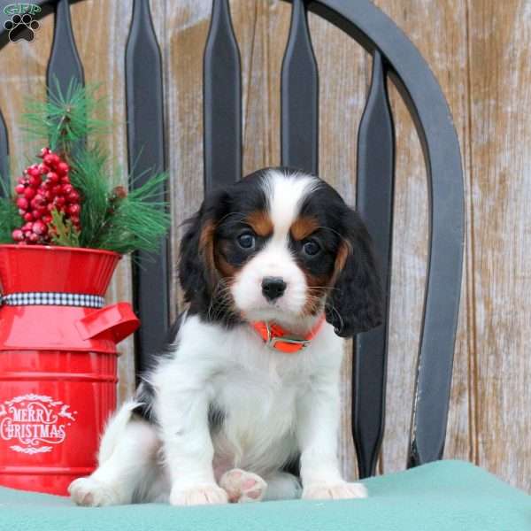 Nate, Cavalier King Charles Spaniel Puppy