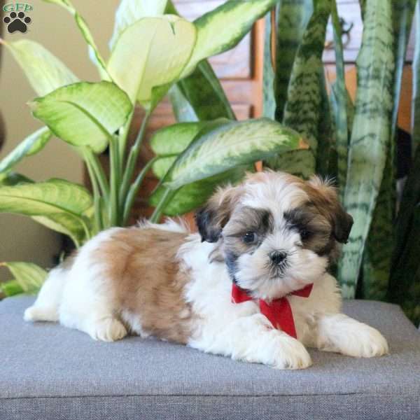 Nathan, Teddy Bear Puppy