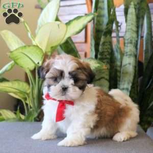 Nathan, Teddy Bear Puppy