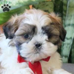 Nathan, Teddy Bear Puppy