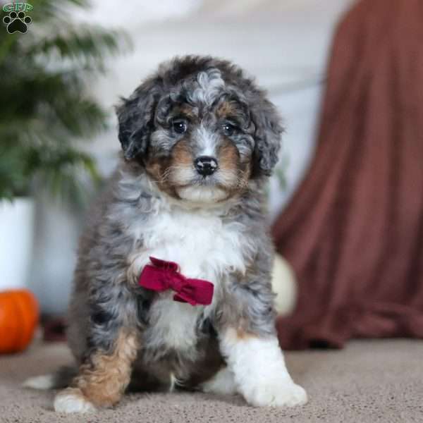 Nick, Mini Bernedoodle Puppy