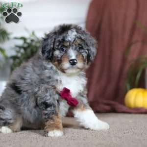 Nick, Mini Bernedoodle Puppy