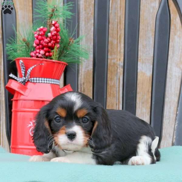 Nick, Cavalier King Charles Spaniel Puppy