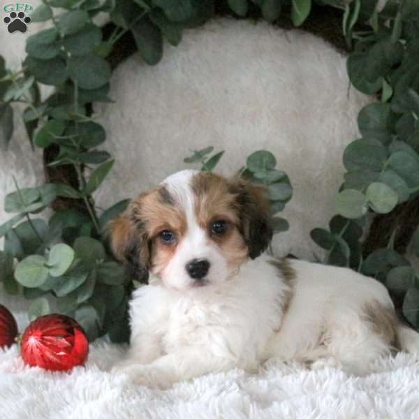 Nick, Cavachon Puppy