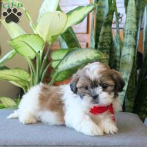 Nick, Teddy Bear Puppy