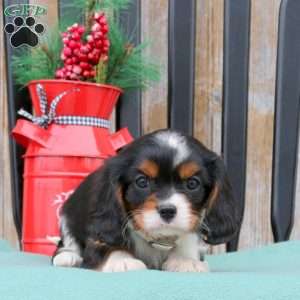 Nick, Cavalier King Charles Spaniel Puppy