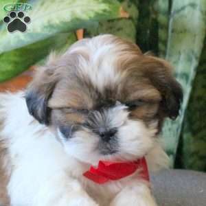 Nick, Teddy Bear Puppy