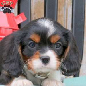 Nick, Cavalier King Charles Spaniel Puppy