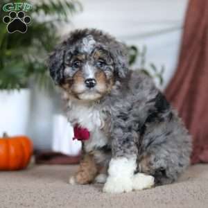 Nick, Mini Bernedoodle Puppy