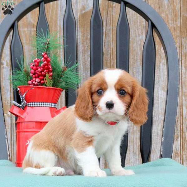 Nico, Cavalier King Charles Spaniel Puppy