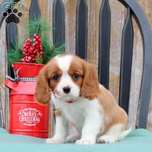 Nico, Cavalier King Charles Spaniel Puppy