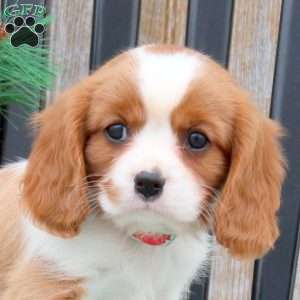 Nico, Cavalier King Charles Spaniel Puppy