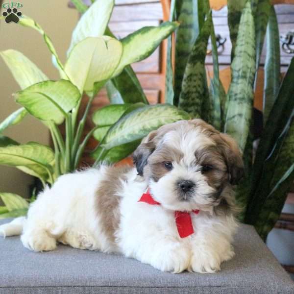 Nitro, Teddy Bear Puppy