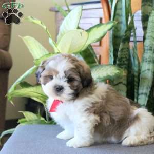 Nitro, Teddy Bear Puppy