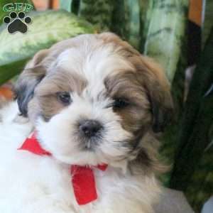 Nitro, Teddy Bear Puppy