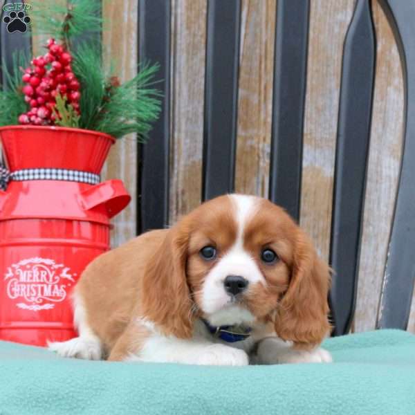 Noah, Cavalier King Charles Spaniel Puppy
