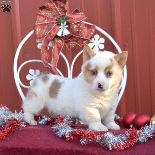 Noah, Pembroke Welsh Corgi Puppy