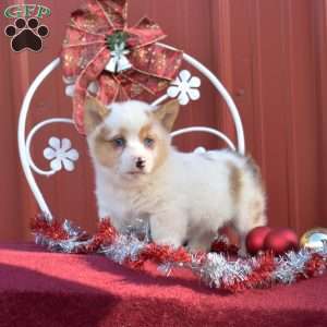 Noah, Pembroke Welsh Corgi Puppy