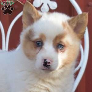 Noah, Pembroke Welsh Corgi Puppy