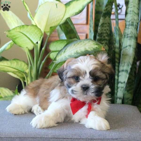 Noble, Teddy Bear Puppy