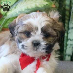 Noble, Teddy Bear Puppy